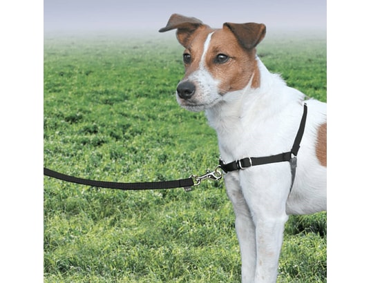 PETSAFE - Harnais de sécurité enfant Harnais pour chiens easy walk s noir