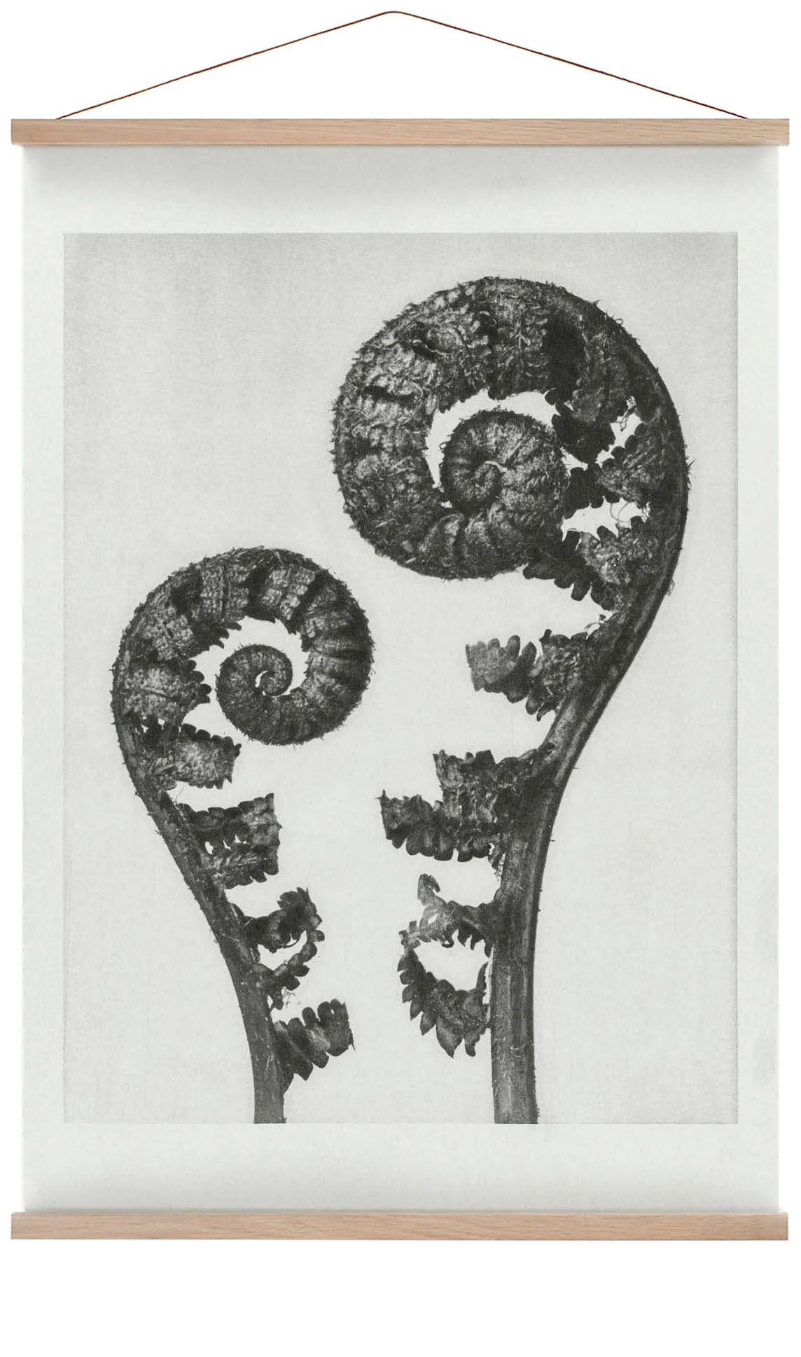 Karl Blossfeldt Photogravüre Nr 109