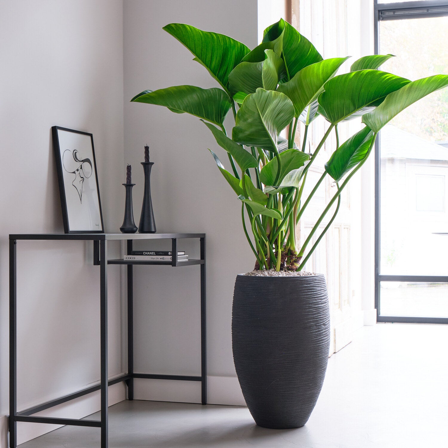 Philodendron (Philodendron 'Green Beauty') D 27 H 90 cm