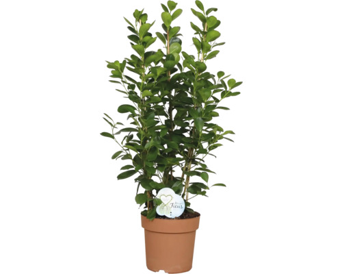 Groene mix Tropical FloraSelf Ø 24 cm pot willekeurige variëteitselectie