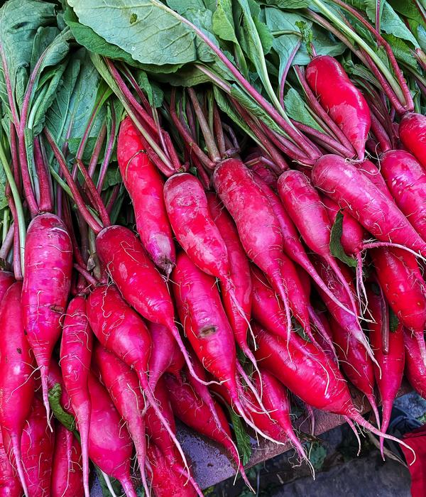 Dehner Bio-Saatgut Rettich 'Ostergruß rosa 2'
