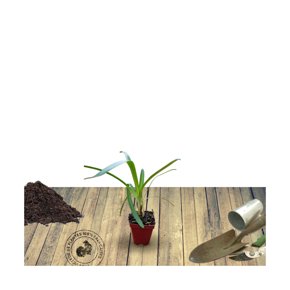 Agapanthe x windsor grey/agapanthus x 'windsor grey'[-]godet