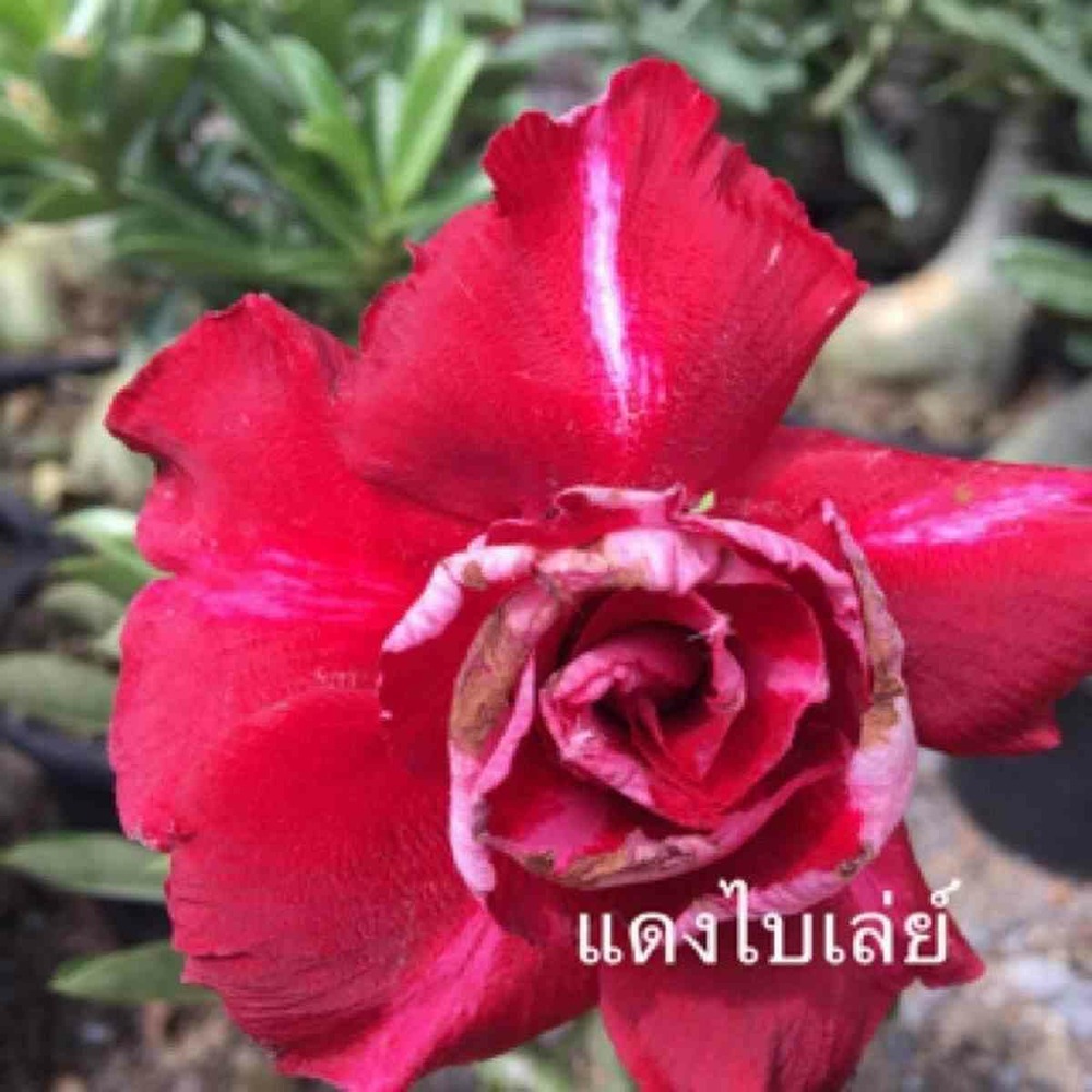 Adenium obesum cv.bai lay red rouge - taille caudex d'environ 150g
