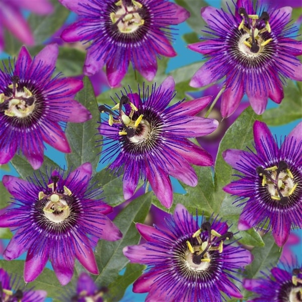 Passiebloem (Passiflora 'Beervelde') D 17 H 75 cm