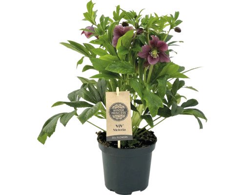 Kerstroos, Lenteroos FloraSelf Helleborus orientalis Viv Victoria Ø 17 cm pot