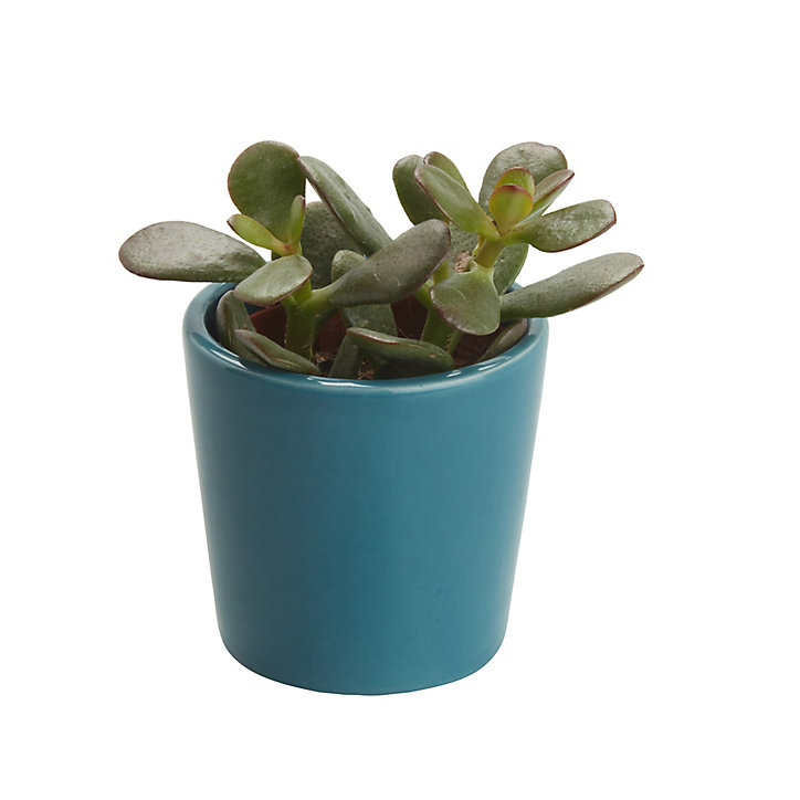 Mini-succulente, assortiment, pot en céramique 5,5cm