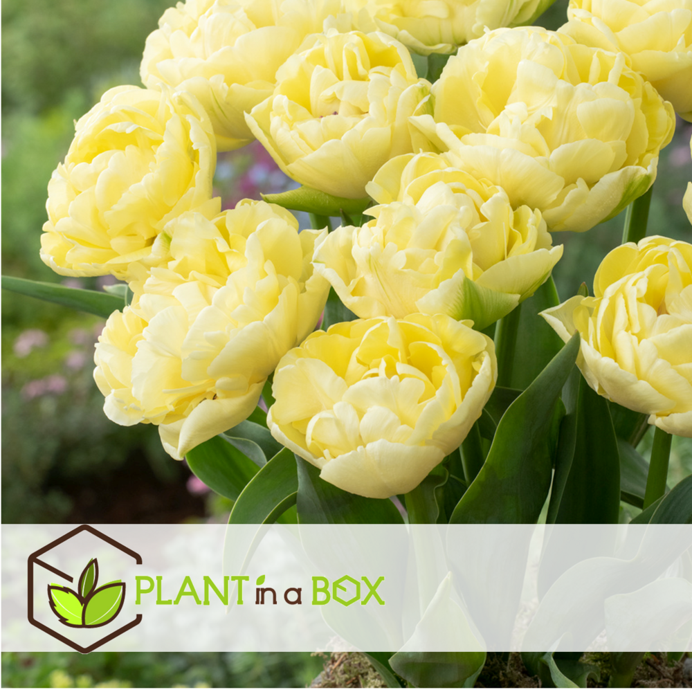 Tulipa avant garde - bulbes de fleurs x14 - tulipes - jaune