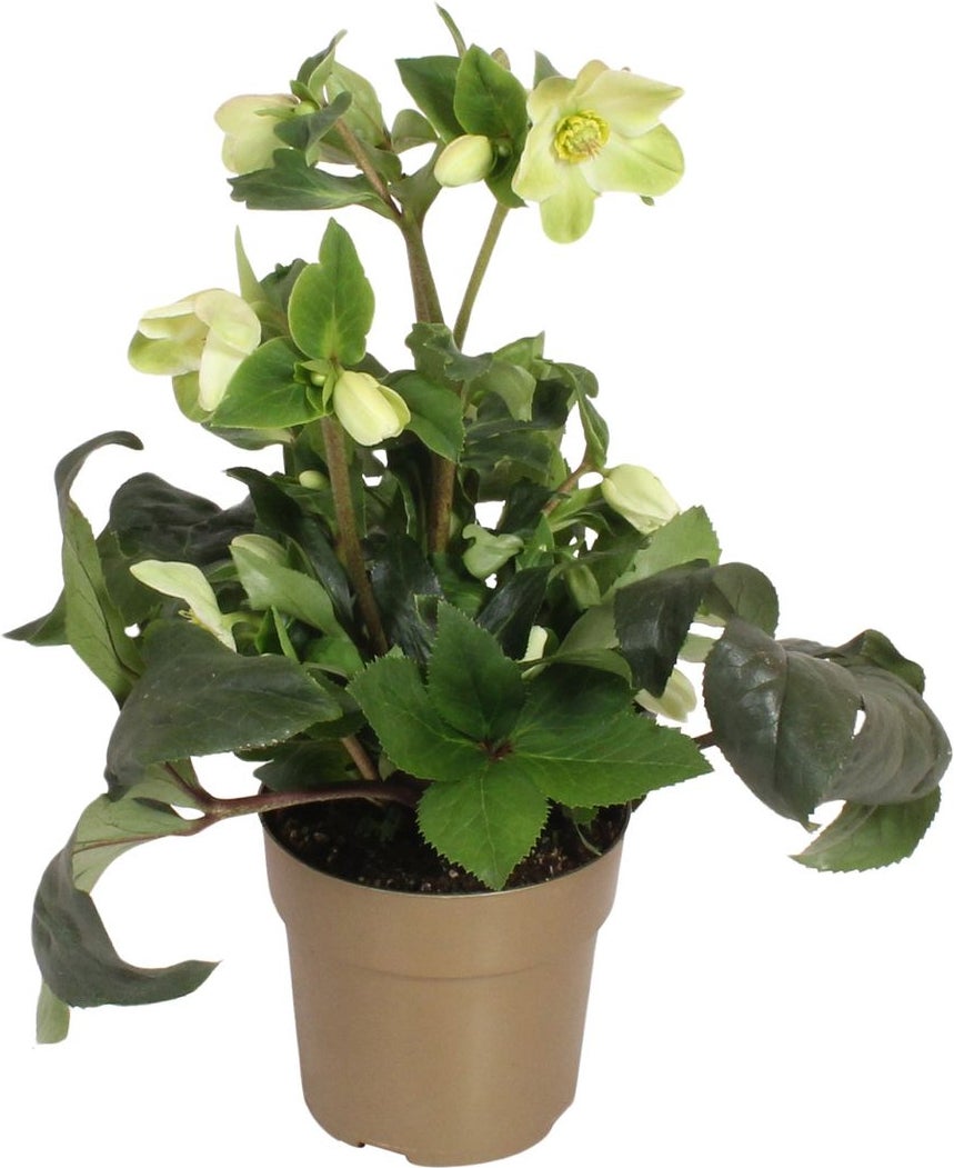 Kerstroos (Helleborus (HGC) 'Ice N' Roses® White') D 15 H 40 cm