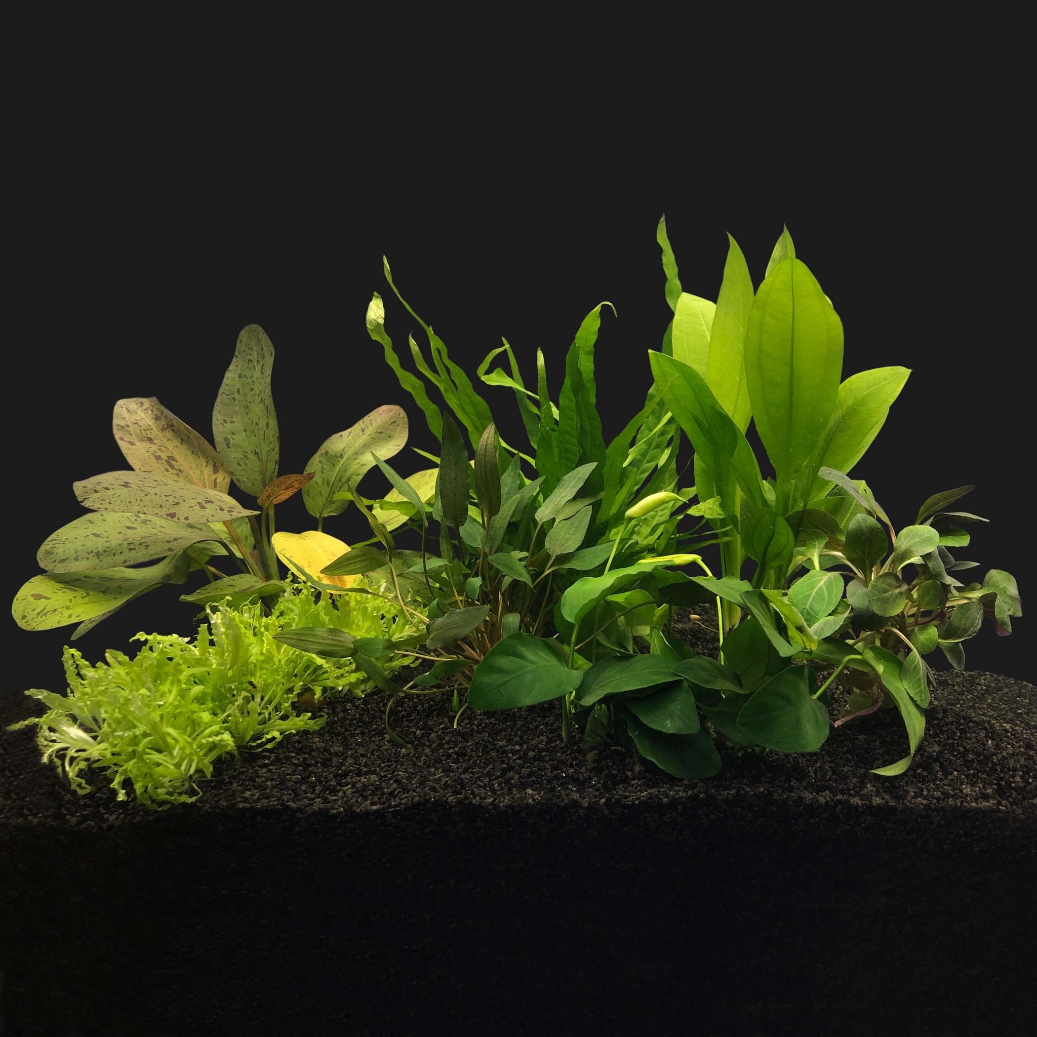 AquastoreXL Plantenpakket Medium 1 | Aquariumplanten