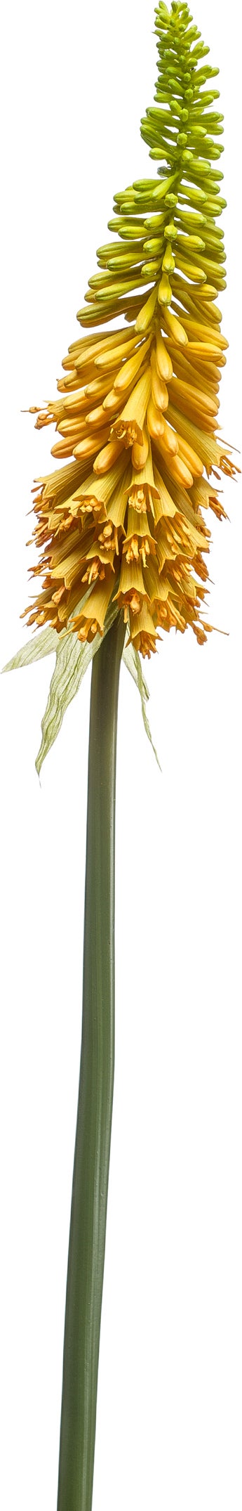 Emerald kunstbloem Kniphofia geel 85 cm