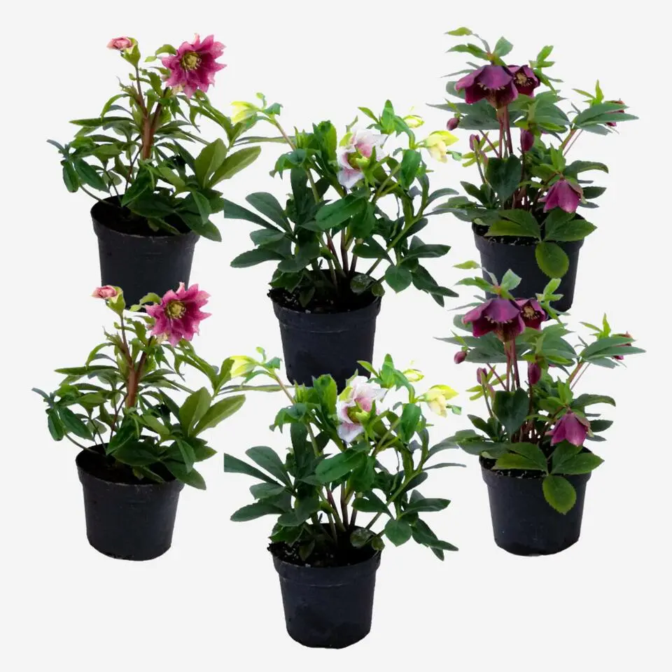 Kerstroos - Set van 6 - Helleborus orientalis - Hoogte 20-30cm - ⌀12cm