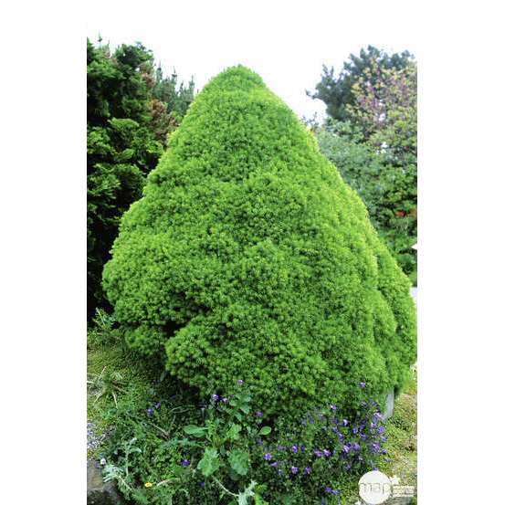 Picea glauca Conica H : 40/50 cm ctr 4L
