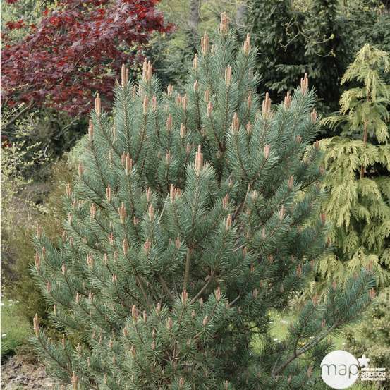 Pinus sylvestris Watereri : H 55/65 cm : ctr 15 L