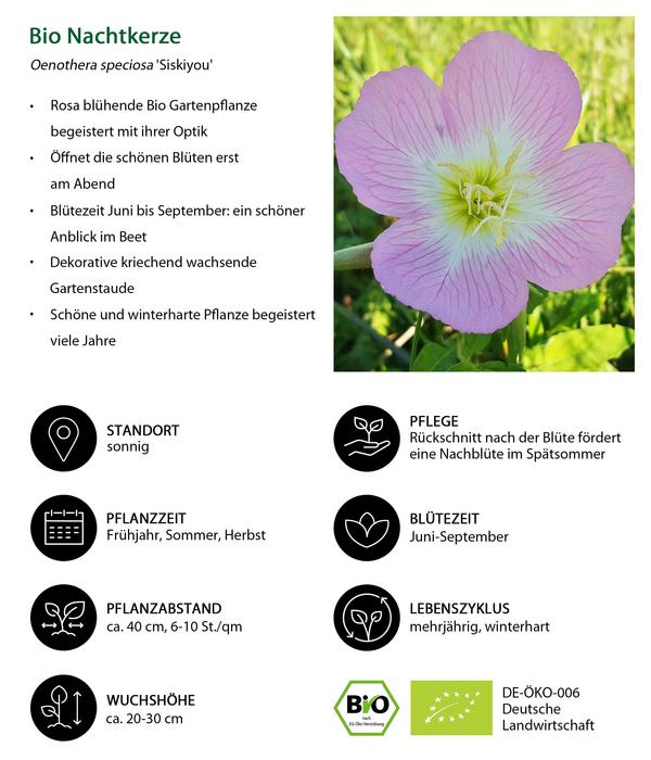 Bio Nachtkerze 'Siskiyou'