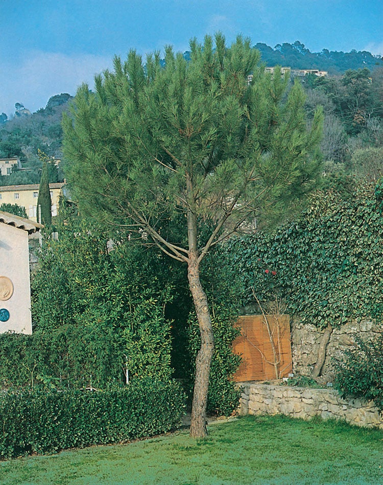 Parasolden (Pinus pinea) D 32 H 120 cm