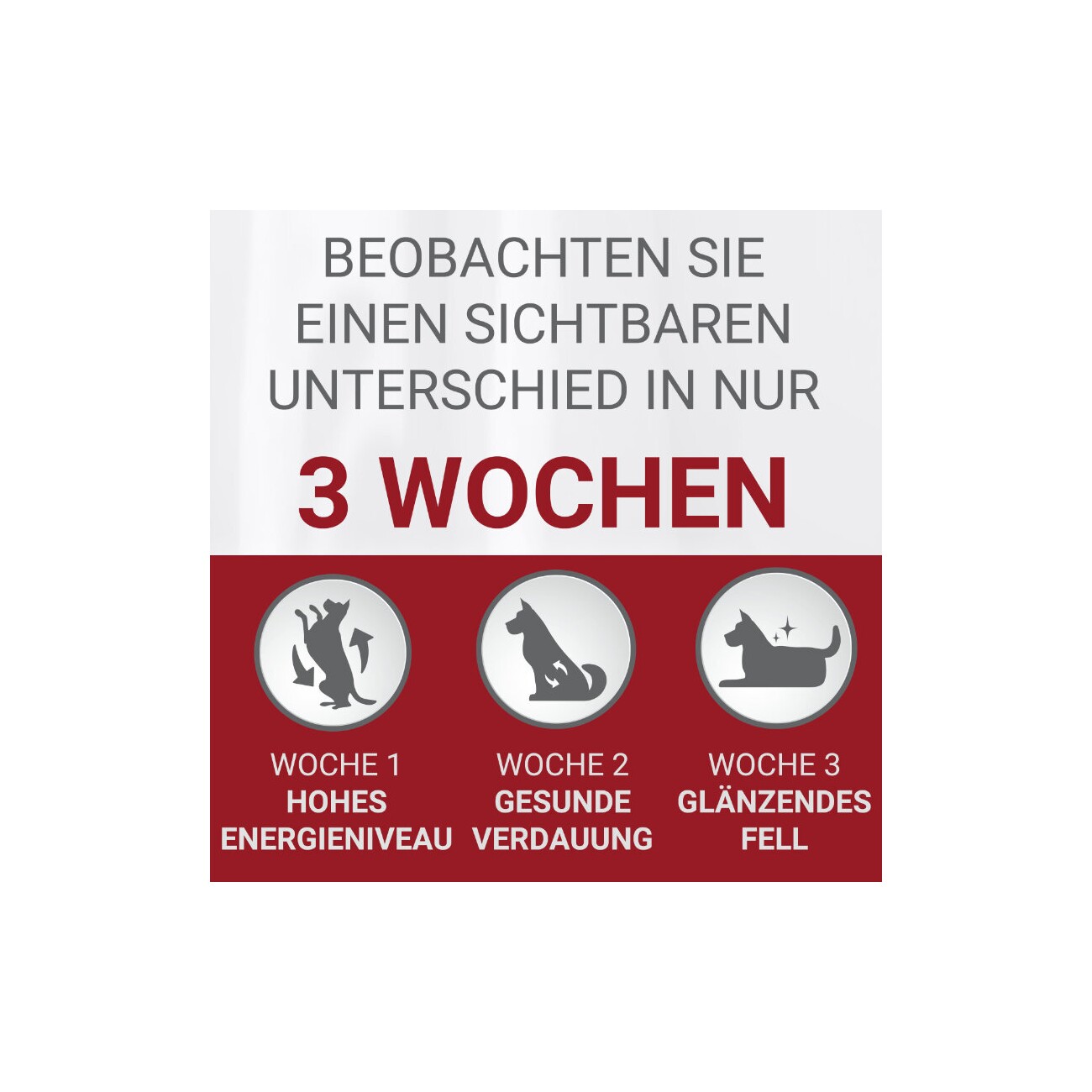 Purina ONE Mini Adult Lachs 800 g