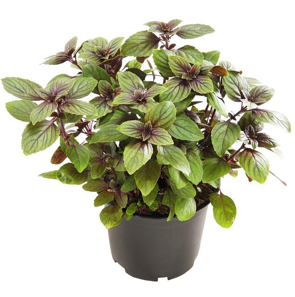 Dehner Gourmet Garten Strauchbasilikum 'Magic