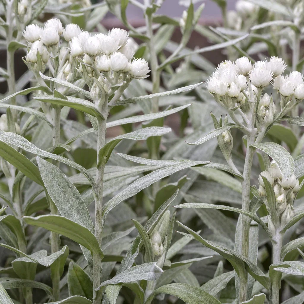 Anaphalis triplinervis Sølvevigblomst Ø11 cm