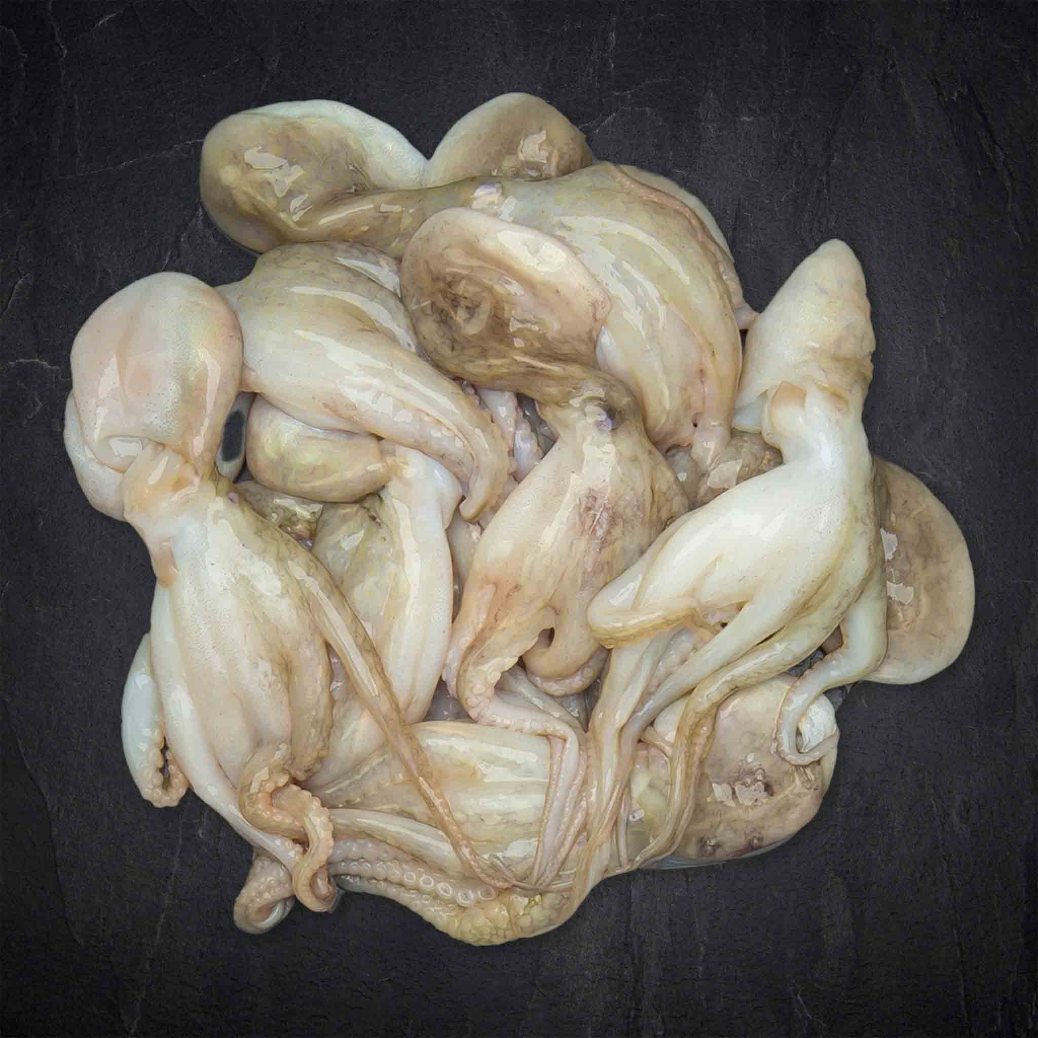 Moscardini Pulpo klein, aufgetaut