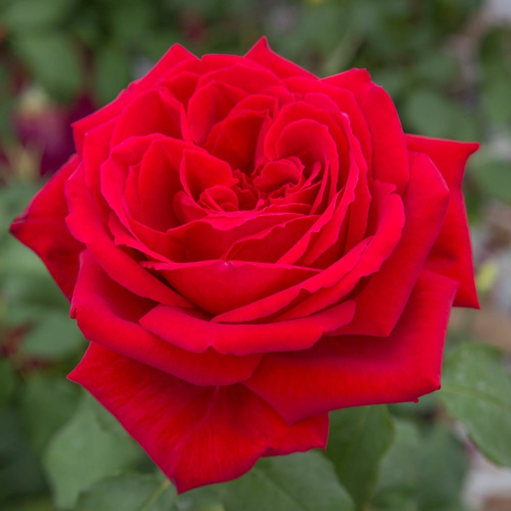 Rosier botero ® meiafone sans motte