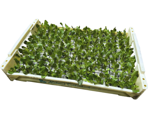 Biologische groentezaailingen, groentesoorten los met kluit/potgrond