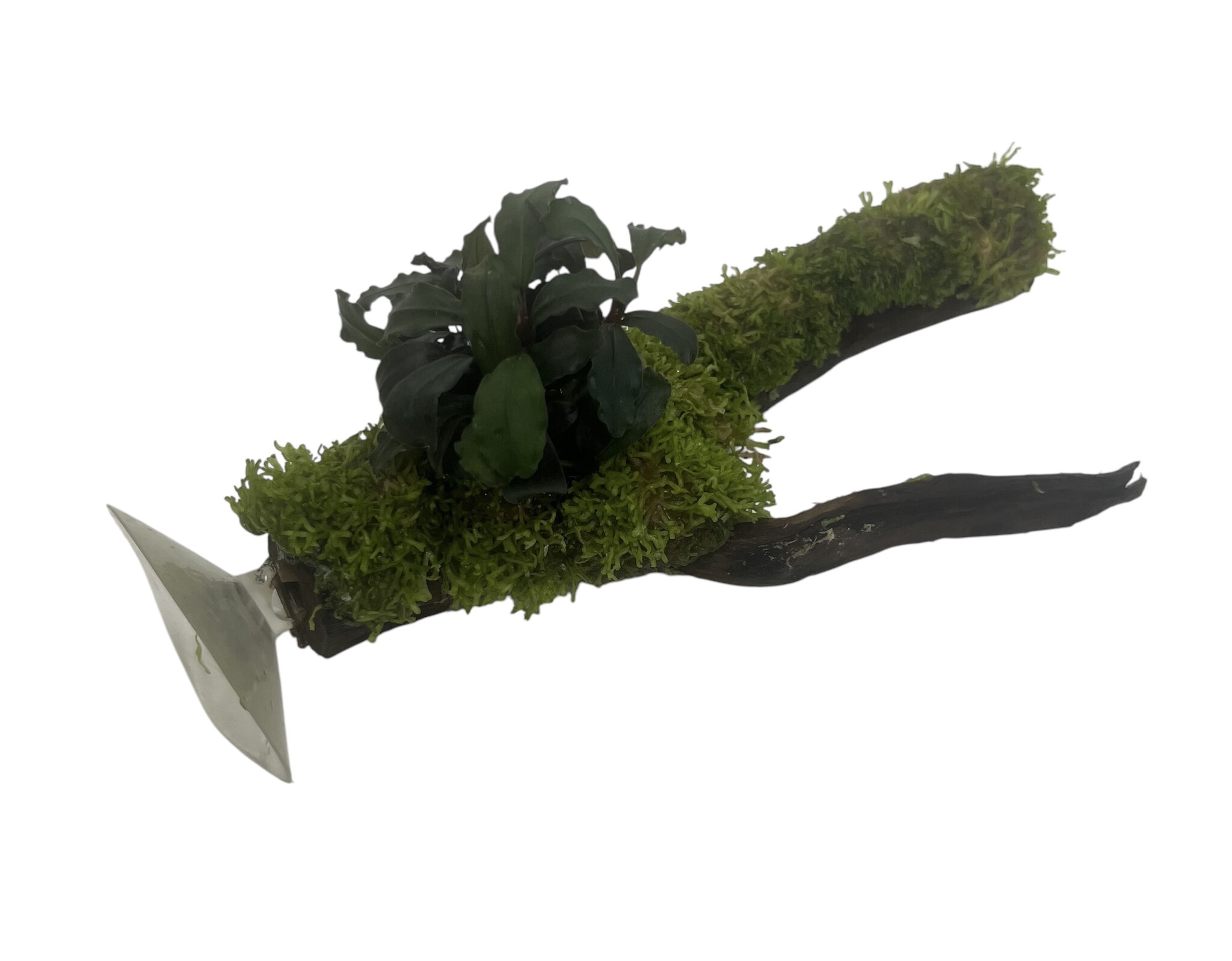 AQXL Selected Driftwood met Beplanting op Zuignap NR1