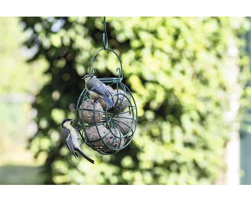 CJ Wildlife wildvogelvoer, vetbollen met insecten. Netloos, 6-pack, all-season vogelvoer.