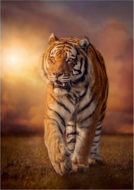 Clementoni Puslespil - Tiger - High Quality - 1500 Brikker
