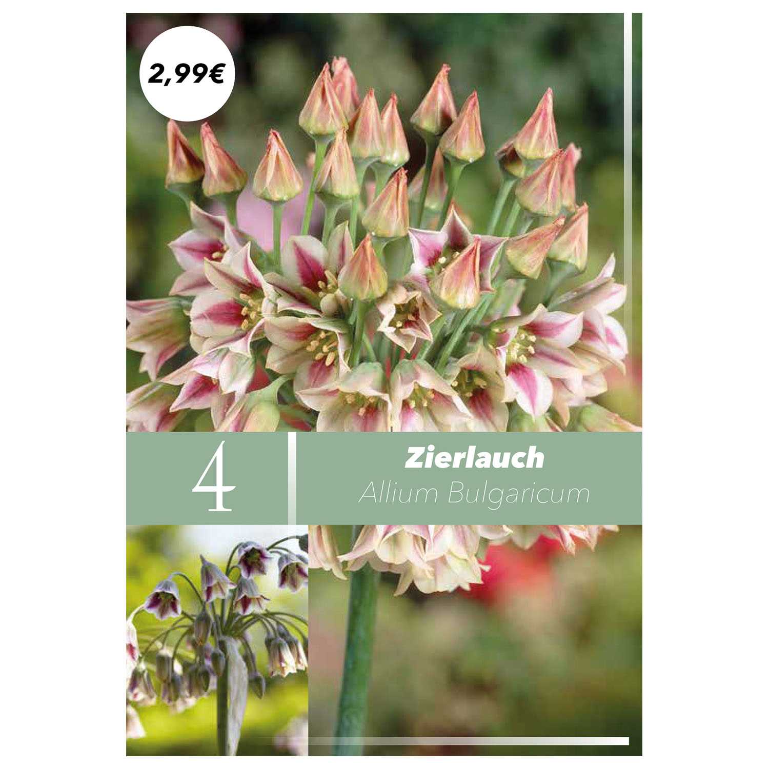 Blumenzwiebeln Frühlingsboten Herbst 9fach