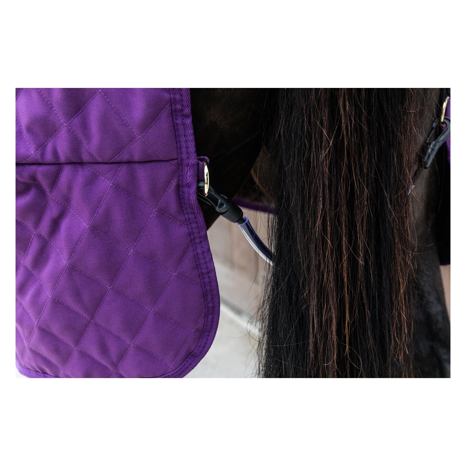 KENTUCKY Show Rug - purple royal