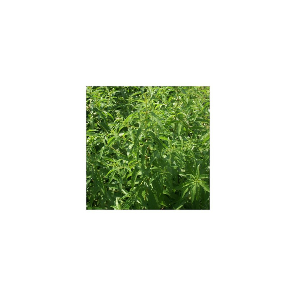 Verveine citronnelle/aloysia triphylla[-]godet - 5/20 cm
