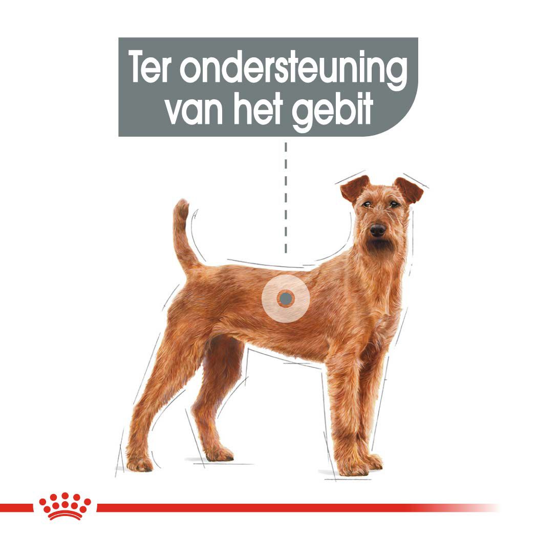 Royal Canin Dental Care Medium - Hondenvoer - 3 Kilogram - gevogelte