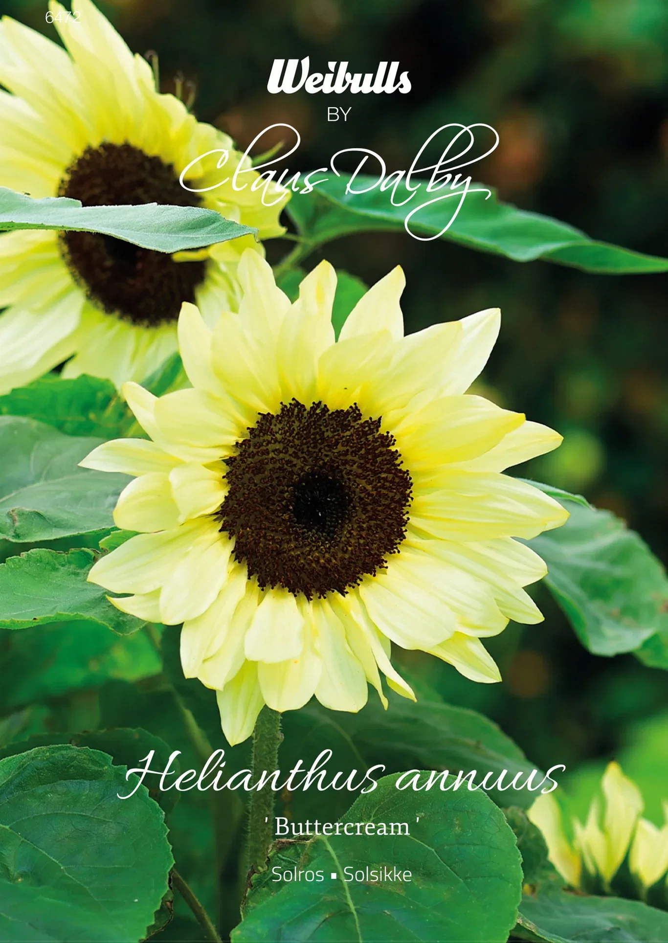 Helianthus annuus 'Buttercream' Solsikke 'Smørkrem'