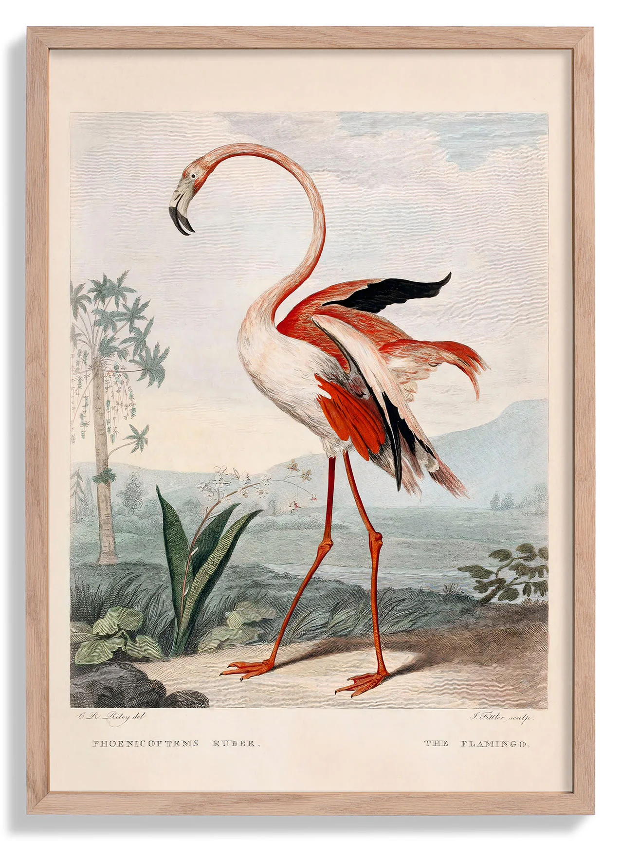 Rosa Flamingo