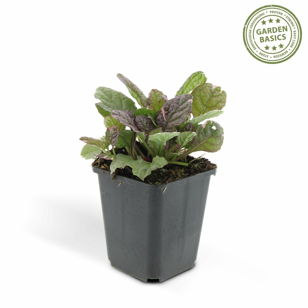 Ajuga reptans 'burgundy glow' - lot de 6