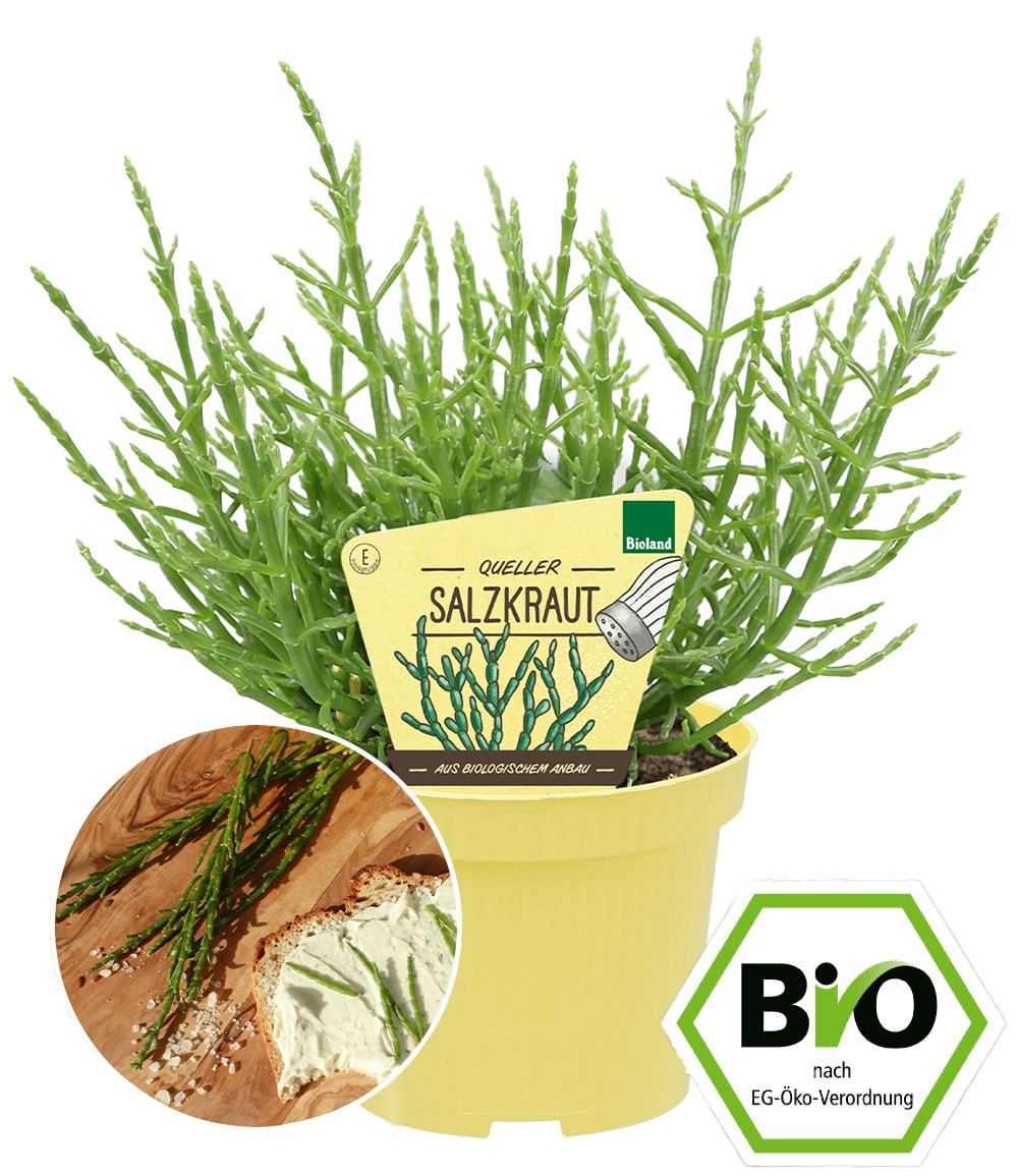 BIO Salzkraut