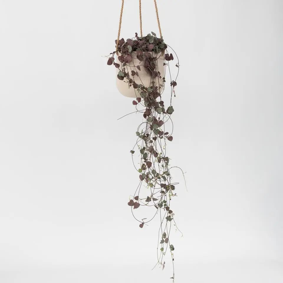 Chinees lantaarnplantje - Ceropegia linearis Woodii - Hoogte 20-30cm - ⌀14cm