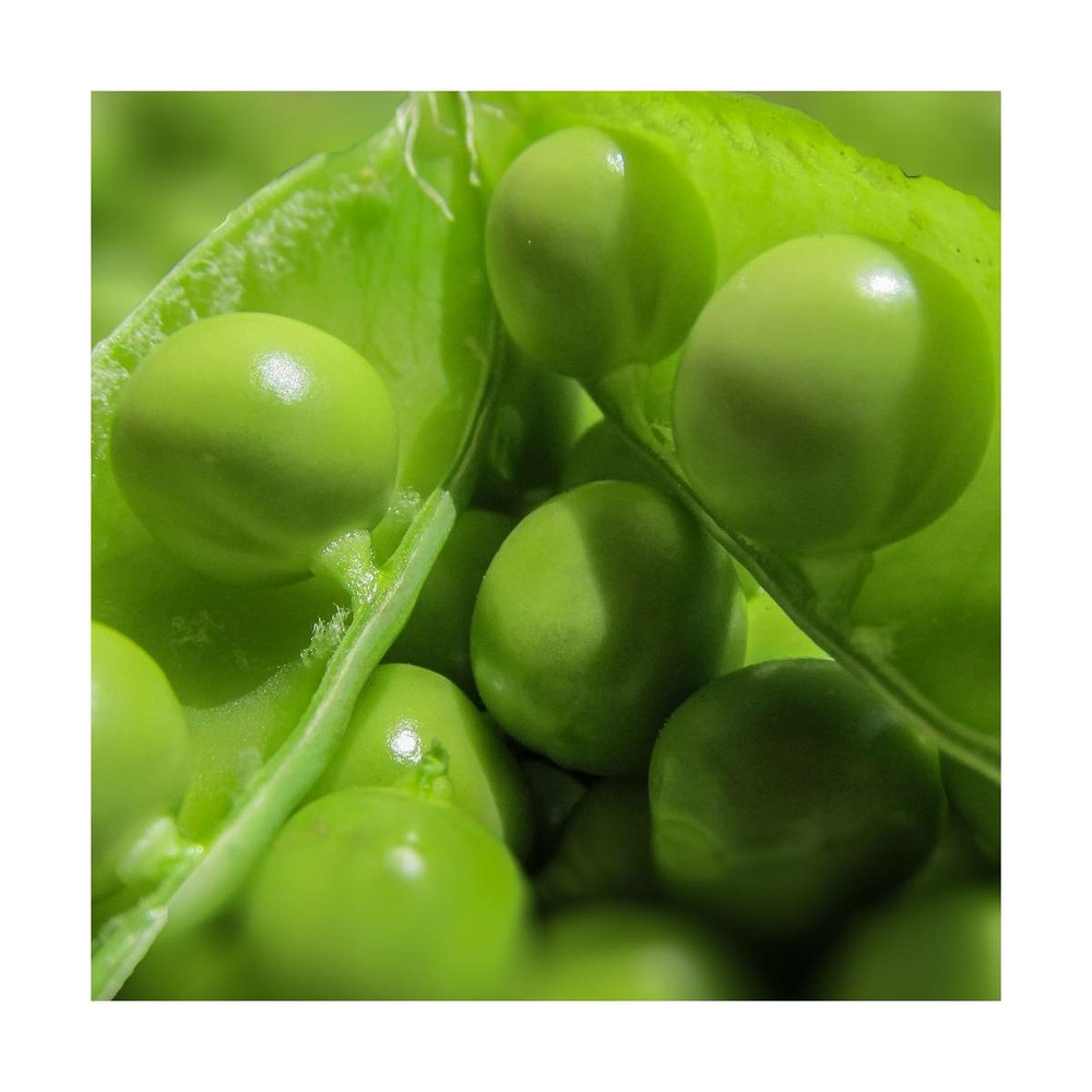 Graines de pois nain grain ridé merveille de kelvedon/pisum sativum nain grain ridé merveille de kelvedon[-]sachet de 15 gr.