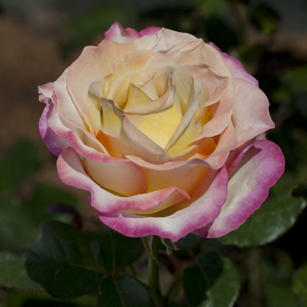 Rosier sweet eureka ® meihozihas le pot de 3l