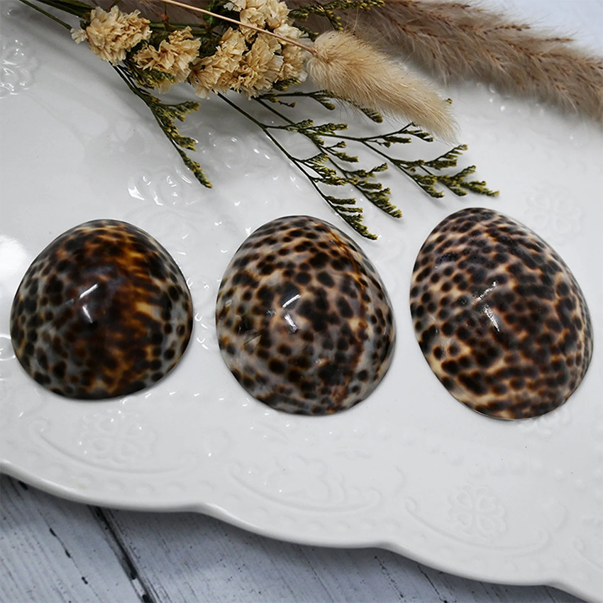 Lot de 2 coquillages d'allaitement tachetés brillants Taille M
