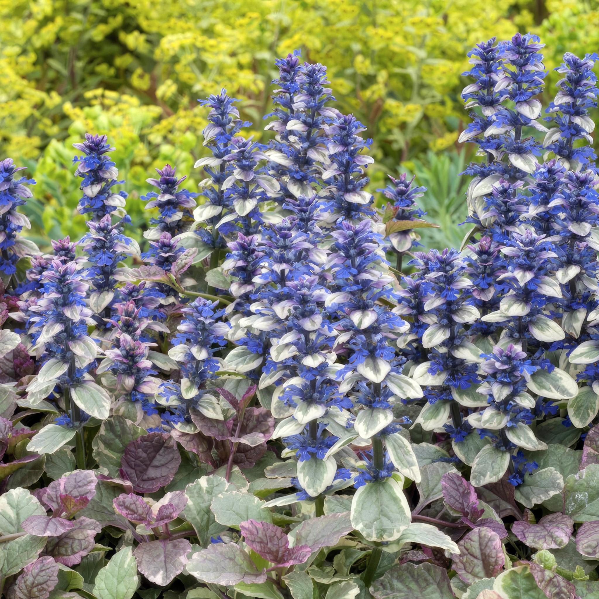 Ajuga reptans 'burgundy glow' - lot de 6