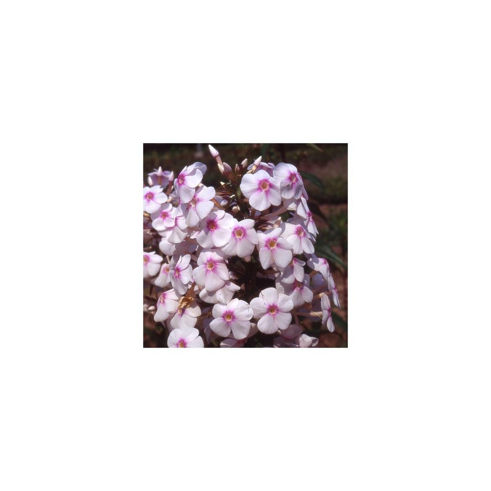 Phlox maculé omega/phlox maculata omega[-]godet