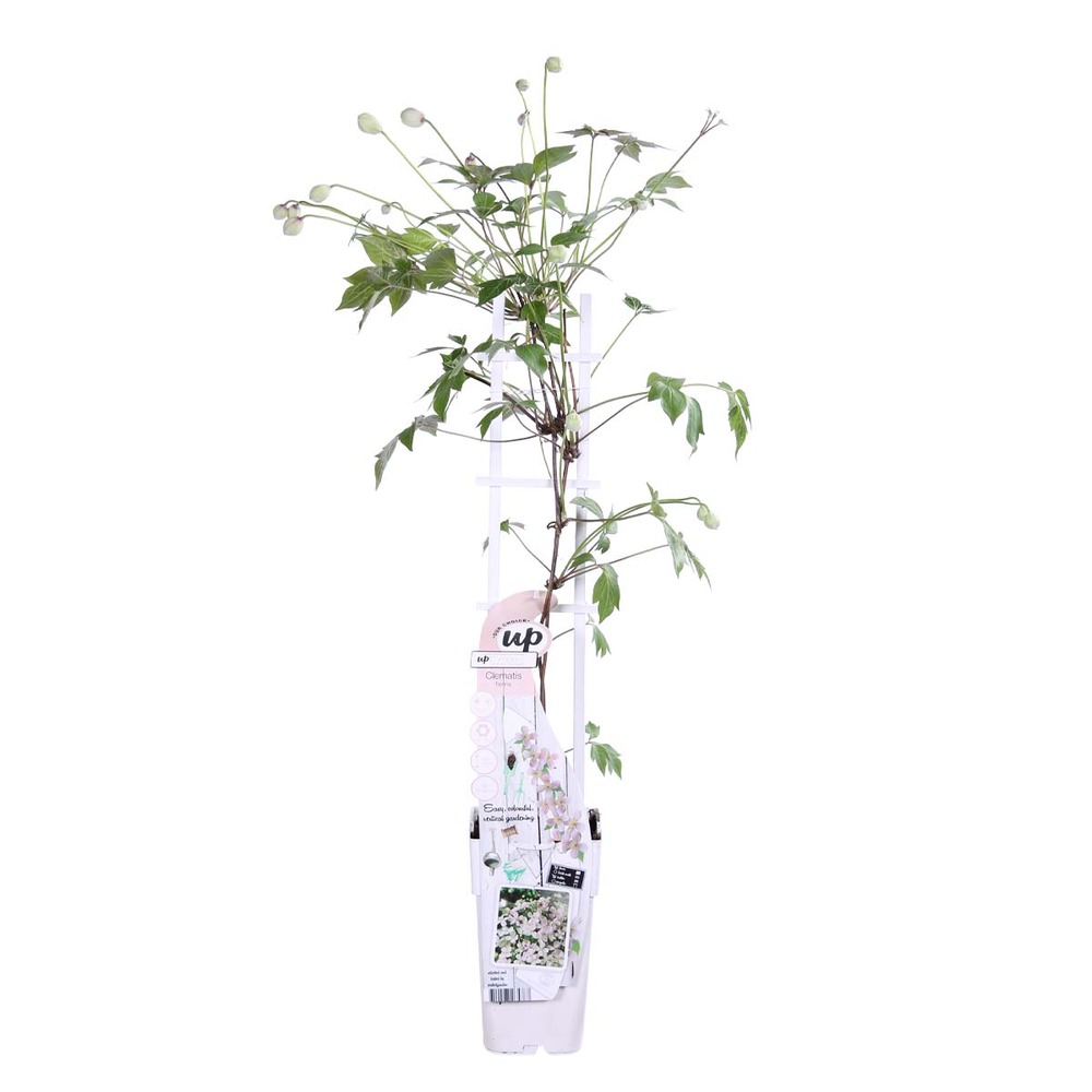 Clematis 'fenne' - liane forestière - plante grimpante - facile d'entretien - ⌀15 cm - ↕60-70 cm