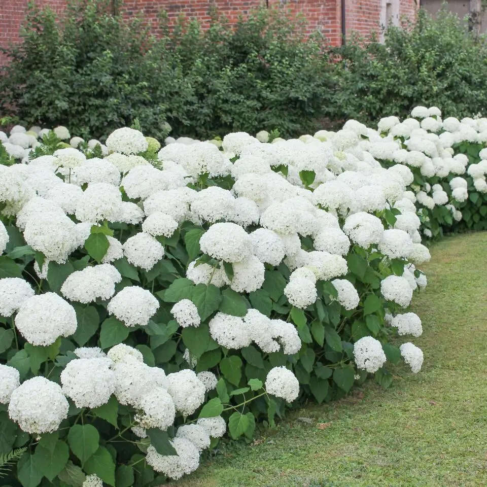 Bolhortensia - Set van 3 - Hydrangea macrophylla 'Wudu' - Hoogte 25-40cm - ⌀9cm