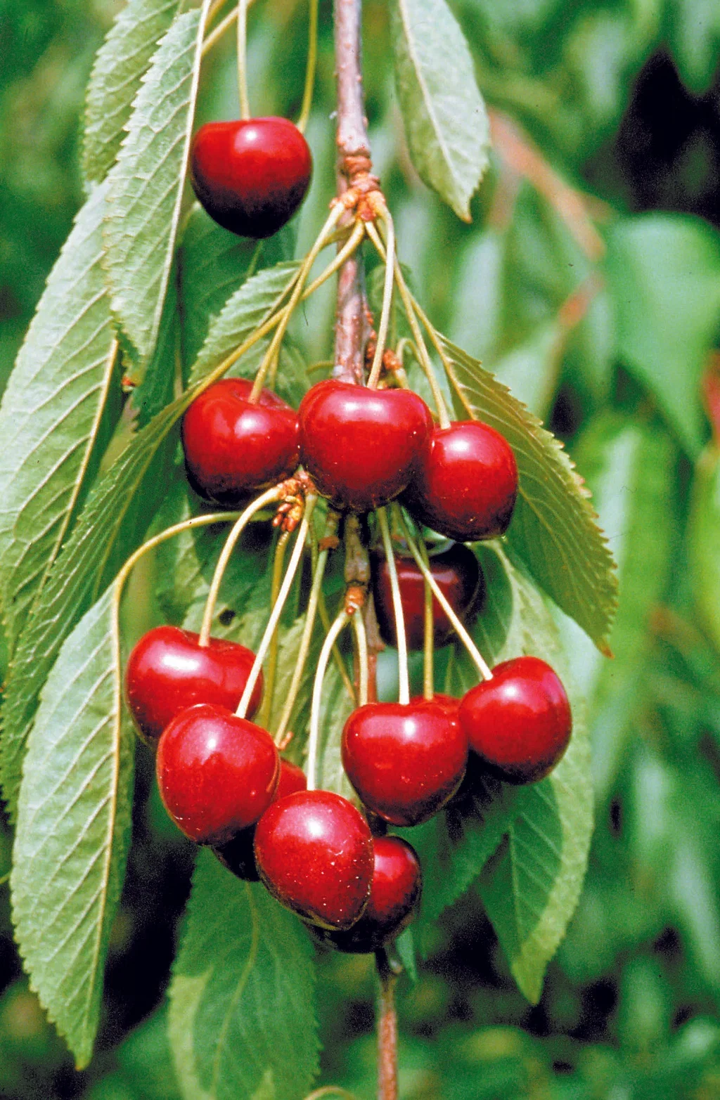 Prunus avium 'Lapins' Søtkirsebær 'Lapins' Colt Høyde 150-200 cm