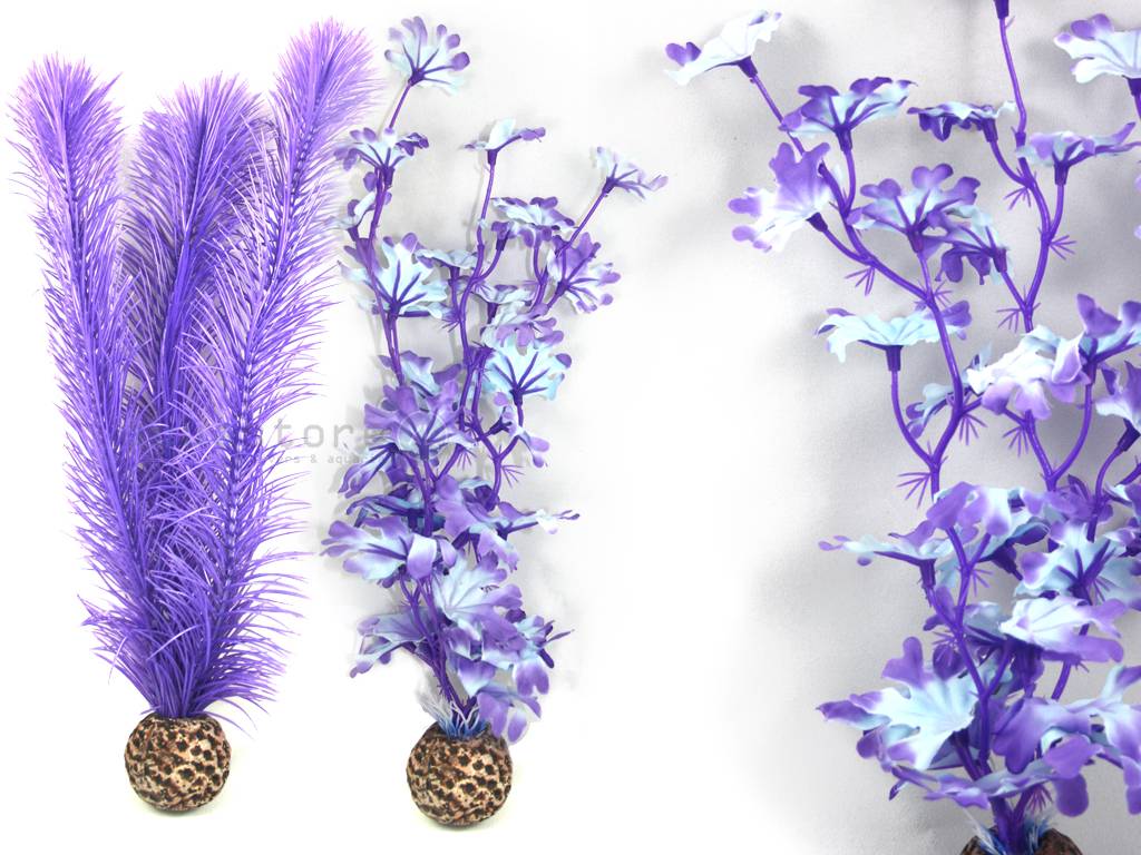 Purple Kelp Medium