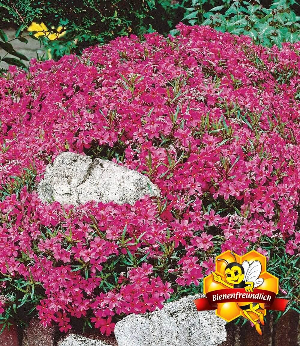 Roter Teppich-Phlox 25 Stk.