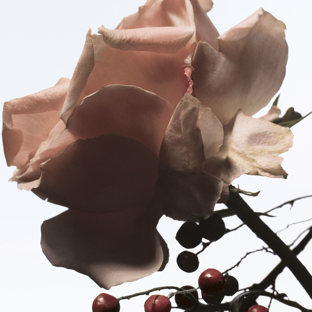 Raving Rose Eau de Parfum Refill 200ml