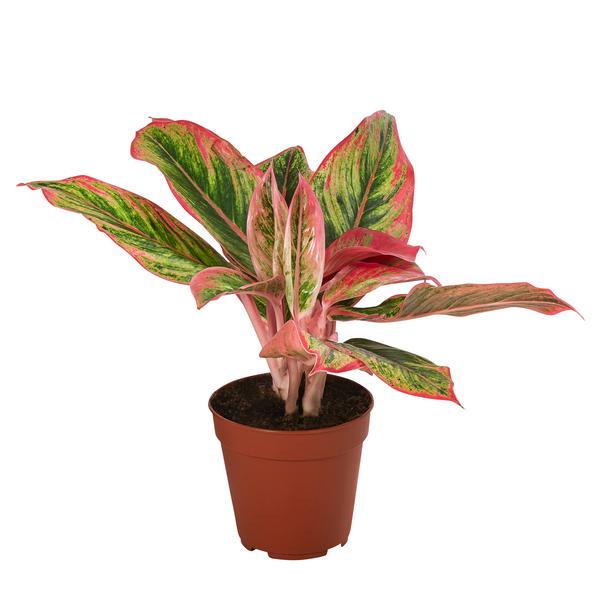 Buntblättriger Kolbenfaden-Set - Aglaonema