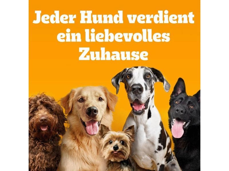 Pedigree Denta Light Singles 7-Pack Small 58 g Leichter Kauspass mit Luftkern